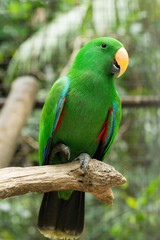 parrot