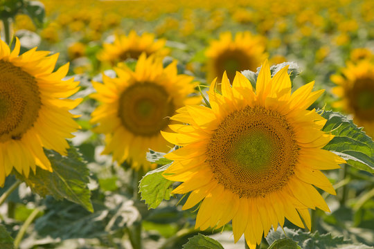 sunflowerfield
