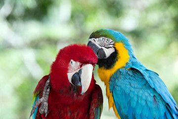 parrots