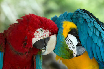 parrots