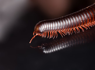 archispirostreptus gigas
