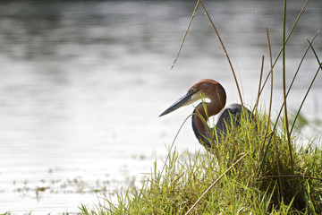 Goliath Heron