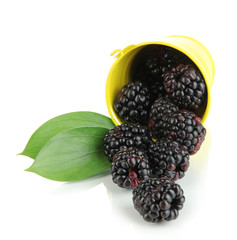 Ripe blackberries in pail isolated on white