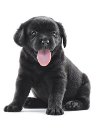 black labrador puppy dog
