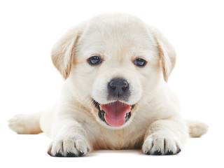 white labrador puppy