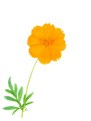 yellow cosmos flower