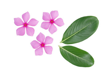 periwinkle flower and leaf