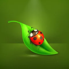 Gordijnen Lieveheersbeestje op groen blad, vector © Natis