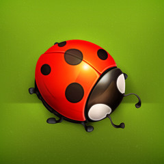 Ladybug vector icon