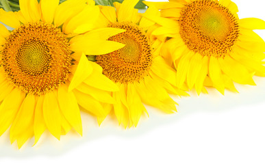 Sunflower isolated on white