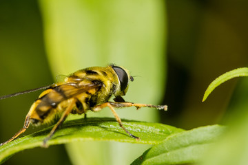 hoverfly on a flower