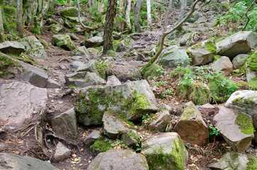 Rocky footpath in the forest
