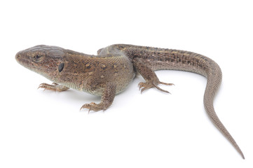 Naklejka premium Lizard