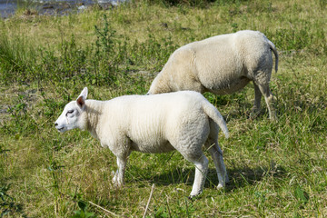 Obraz premium Sheeps at a dike, the Netherlands