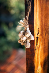 old garlic in garden over the vintage old background 