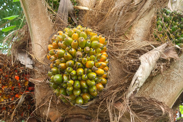 palm fruit