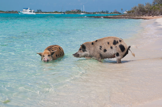 Swimming Island Pigs