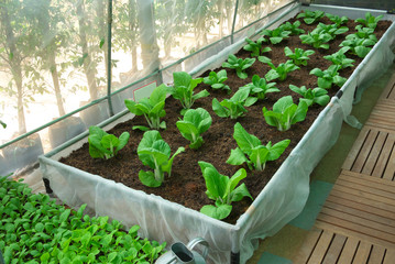 nursery vegetable