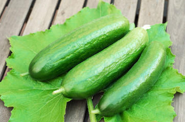 Three green cucumbers on leaf