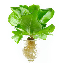 fresh butterhead in wine glass