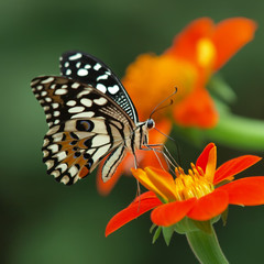 Fototapeta na wymiar lime butterfly