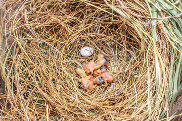 bird nest with birds hatching in the nest