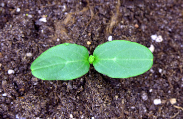 Cucumber sprout in the greenhouse