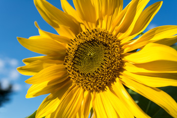 Obraz premium Sonnenblume