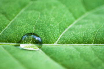 Leaf with water drop, Focus on drop.