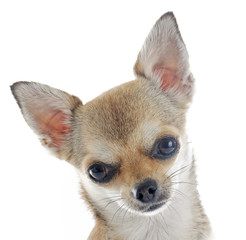 Obraz premium puppy chihuahua