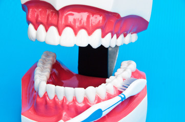 Showing how to brush teeth on a model on blue background