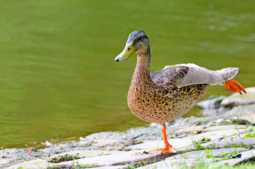 domestic duck on background pond