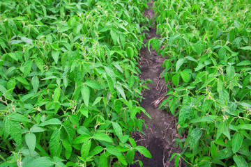 Soybean field
