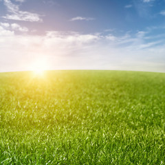 Obraz na płótnie Canvas Grass Field Background