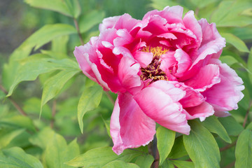 Beautiful pink peony © ottochka