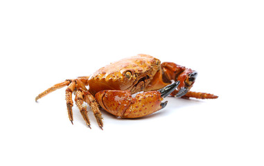 Seafood red crab.