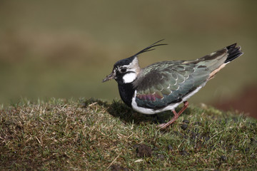 Northern lapwing, Vanellus vanellus