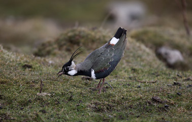 Northern lapwing, Vanellus vanellus