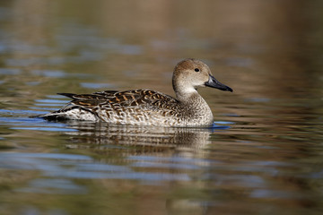 Northern pintail, Anas acuta