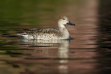 Northern pintail, Anas acuta