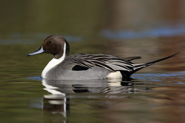 Northern pintail, Anas acuta