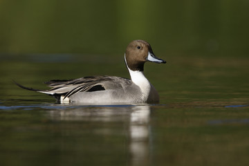 Northern pintail, Anas acuta