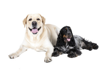 two dogs (Labrador Retriever and English Cocker Spaniel)