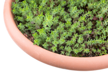 鉢植えのセイヨウオトギリソウ