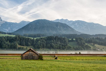 On pasture in mountains