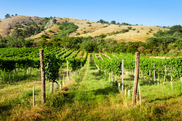 Fototapeta na wymiar vineyards under the hill