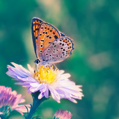Butterfly on the flower