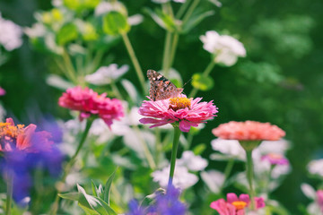 colorful flowers meadow