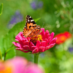 Fototapeta na wymiar Motyl na czerwonym kwiatem