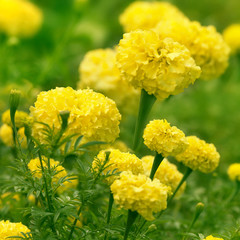 Marigold flowers field